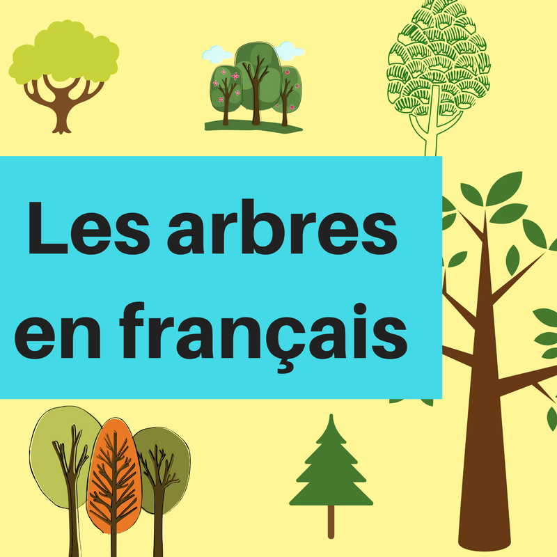 Apprenez les noms des arbres en français !